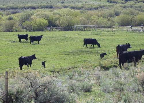 GDMBR: Some Calves.